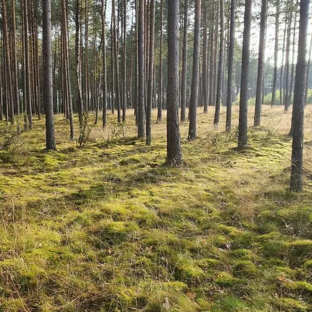 I Przy Lesniczowce ビエレ