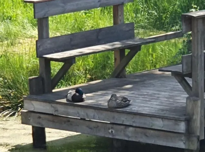 Homestay szállás I Przy Lesniczowce