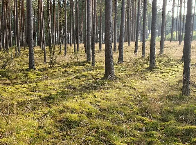 I Przy Leśniczówce Wiele